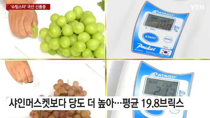 포도 신품종 ‘슈팅스타’ 뉴스 보고 빡친 샤인머스켓집 딸 | mbong.kr 엠봉