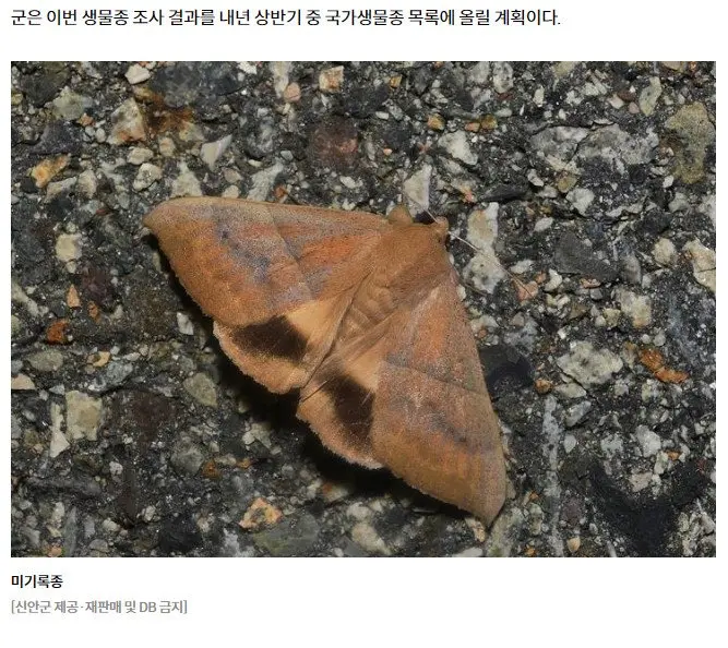 신안군에서 미기록종 곤충 4종 추가 발견 | mbong.kr 엠봉